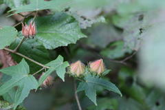 Hibiscus surattensis